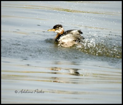 Juvenile Red-necked Grebe