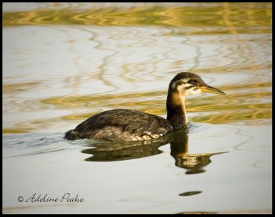 Juvenile Red-necked Grebe