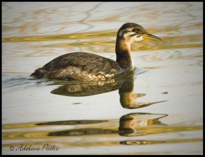 Juvenile Red-necked Grebe