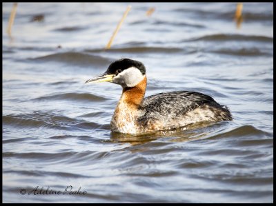 Male Red-necked Grebe