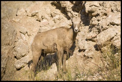 Big horned Sheep