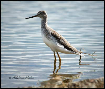 Greater Yellowlegs