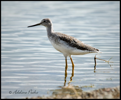Greater Yellowlegs