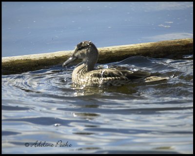 Juvenile Mallard