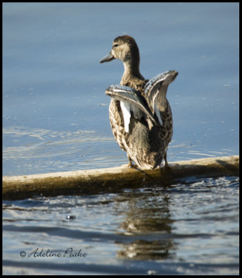 Juvenile Mallard