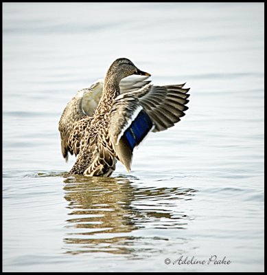 Male Mallard-fall