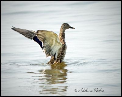 Male Mallard-fall