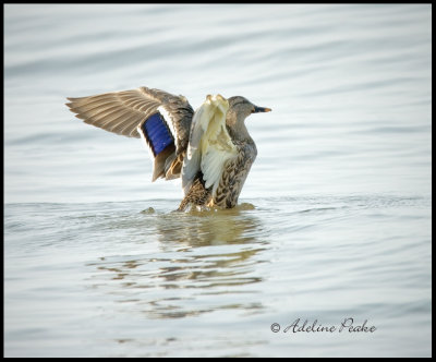 Male Mallard-fall