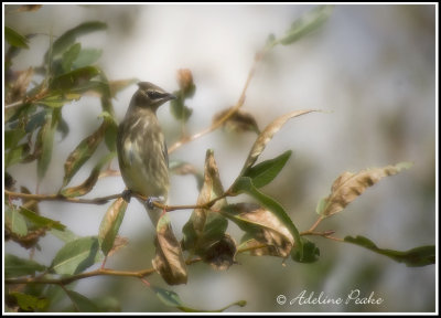 Juvenile Cedar Waxwing