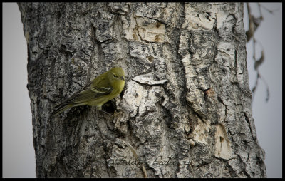 Blackpoll Warbler?