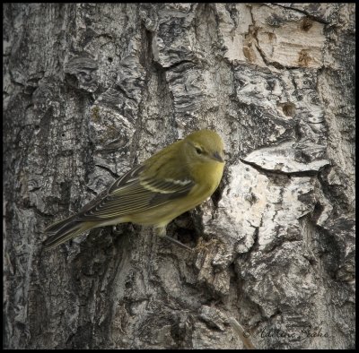 Blackpoll Warbler?