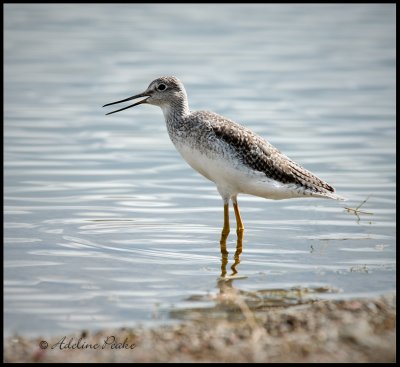 Greater Yellowlegs