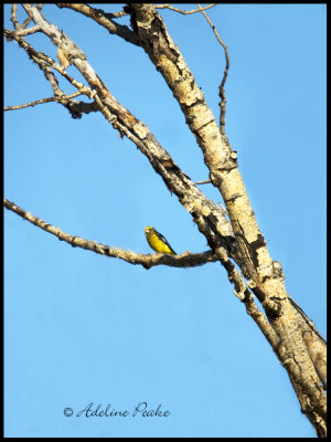 Male Evening Grosbeak