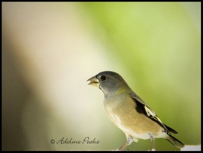 Female Evening Grosbeak