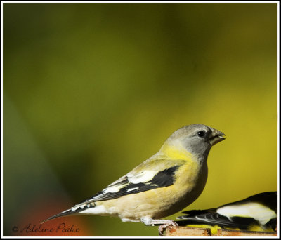 Female Evening Grosbeak