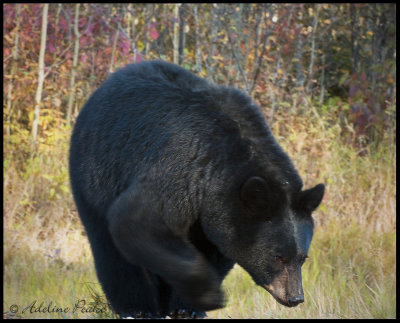 Young Black Bear