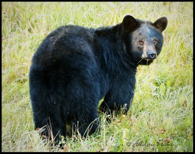 Young Black Bear