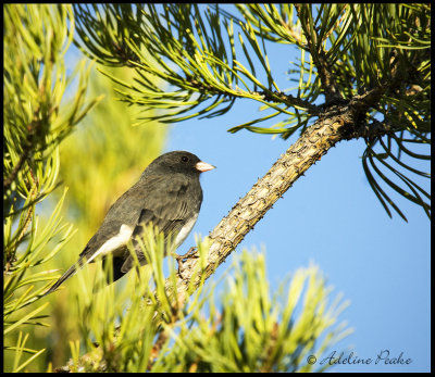 Dark-eyed Junco