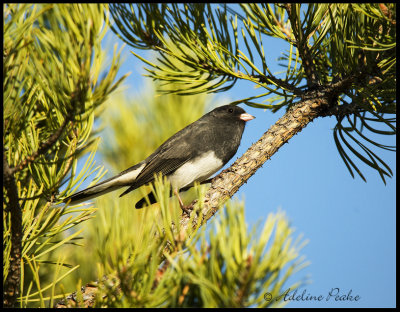 Dark-eyed Junco
