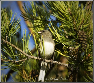 Dark-eyed Junco