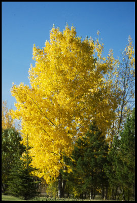 Trees turning Yellow in Fall, Back Yard