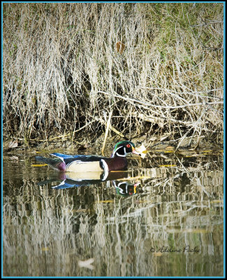 Wood Duck Drake