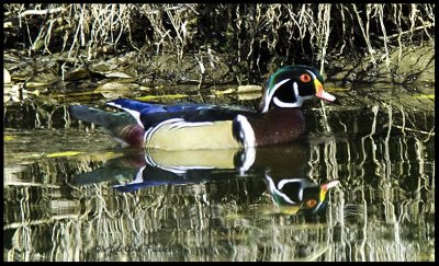 Wood Duck