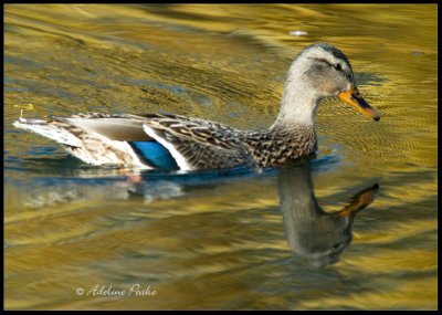 Female Mallard