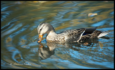 Female Mallard