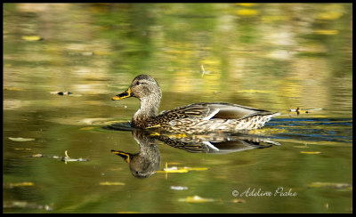 20Female Mallard