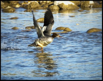 Common Merganser