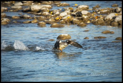Common Merganser