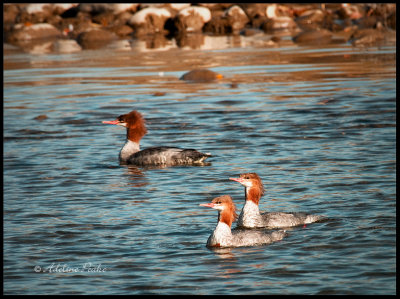 Common Mergansers