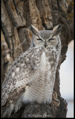 Great Horned Owl