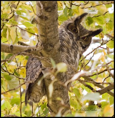 Great Horned Owl