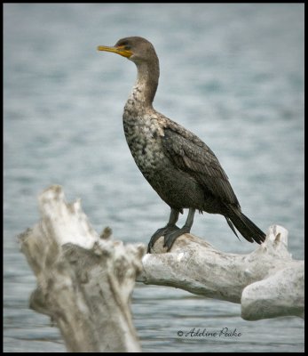 Juvenile Double-crested Cormorant