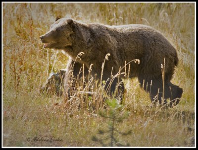 Grizzly Bear