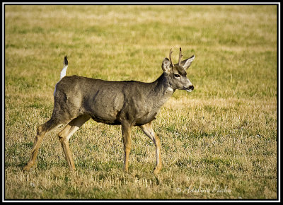 White -tailed Deer