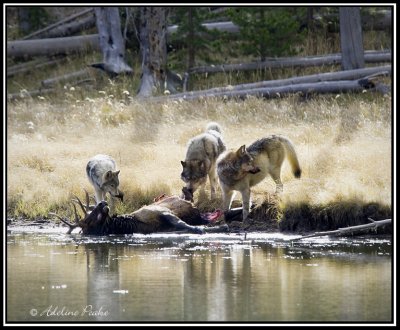 Wolves and an Elk Kill