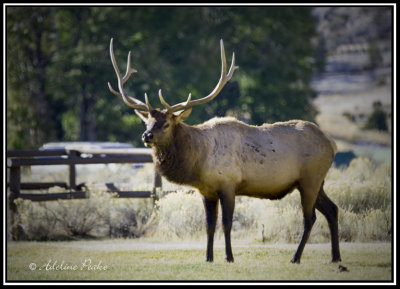 Male Elk