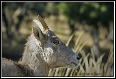 Big Horn Sheep Portrait