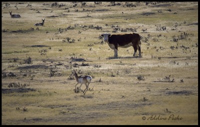 Antelope