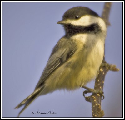 Black-capped Chickadee