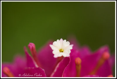 Flower within a flower-Dwarf bouganvilla