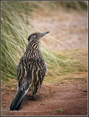 Roadrunner