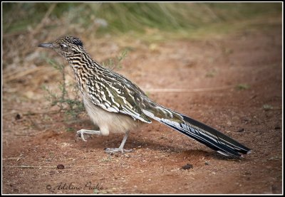 Roadrunner