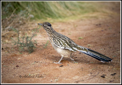 Roadrunner