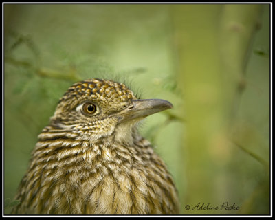 Roadrunner