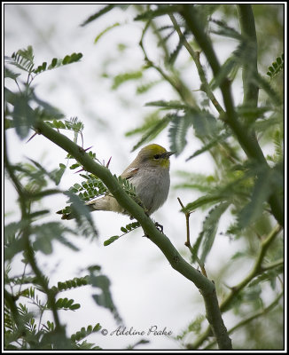 Verdin