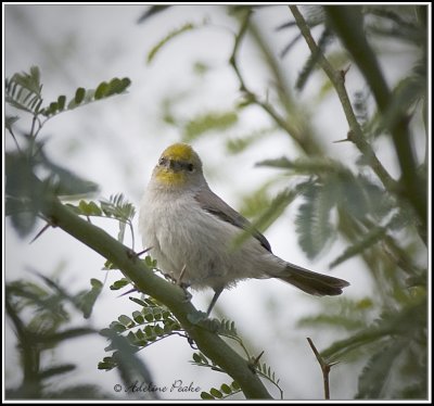 Verdin